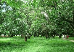 Fruit orchards increase, croplands decrease in Rajshahi