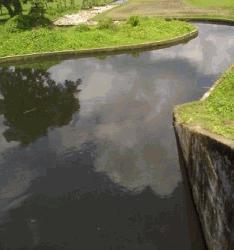 Effluent from Rajshahi city pollutes Baranai River