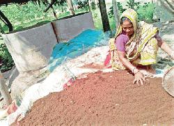 Barind farmers showing interest in compost fertiliser