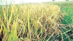 Mohanpur farmers expect bumper Aman yield 