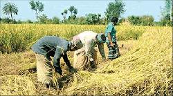 Rajshahi growers expect bumper Aman yield this season 