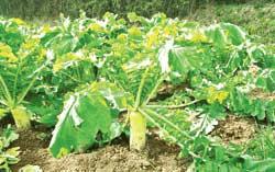 Baghmara farmers happy over fair price of radish