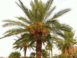 Bagha date-tree growers earn Tk 10cr in winter season