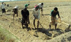 Shortage of day-labourers hampers potato cultivation at Tanore