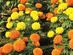 Flower farming turns money-spinner at Godagari 