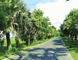 30,000 palm trees growing at Tanore 