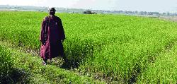 Godagari farmers make profit in garlic production
