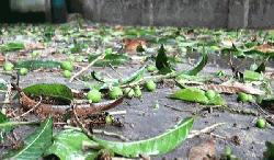 Storm causes damage to Rajshahi mango buds