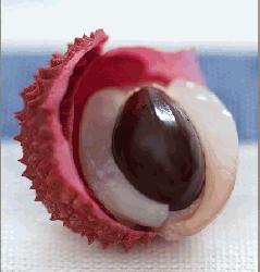 Infant chokes to death as litchi seed got stuck