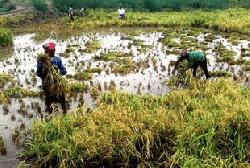 Boro farmer’s dream washed away in record rain