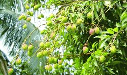 Tanore litchi growers expecting bumper yield