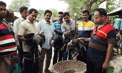 Turkey farming gains popularity in Bagmara 