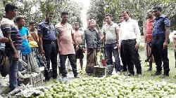 Formalin-treated mangoes destroyed in Rajshahi