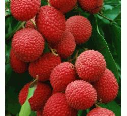 Litchi hits Rajshahi markets
