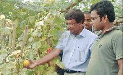 RU professor invents ‘Golden Melon’