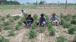Rajshahi chili growers busy in nursing farmlands