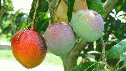 Rajshahi FRC produces colour mango for export