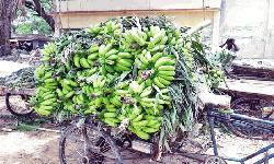 Rajshahi farmers find interest in banana farming
