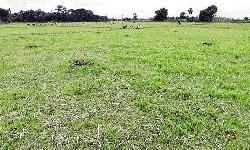 Tanore growers frustrated over no rain during Aman farming season