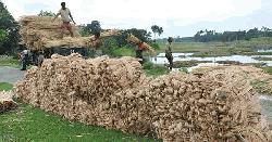 Rajshahi farmers losing interest in jute cultivation