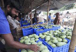 Mango prices high at last moment in Rajshahi