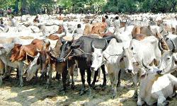 More Indian cows than locals in Rajshahi Qurbani market