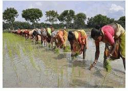 Rajshahi farmers busy in Aman cultivating