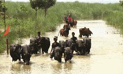 Cattle coming from India despite adequate stock in country