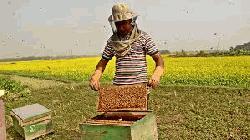 Honey farming on rise in Rajshahi