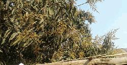 Mango gardens doubled in Rajshahi in 7 years