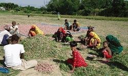 Onion farmers frustrated over low price
