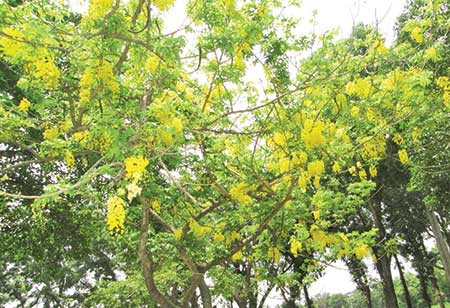 Sonalu 'Sonalu' or Golden Shower Tree is a flowering plant