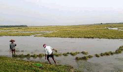 Rajshahi farmers unhappy ahead of Eid
