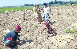 Cold storage owners exploit potato farmers in Rajshahi
