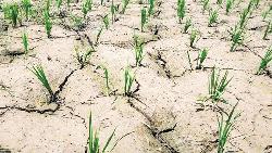 Aman farming in Barind tract faces drought