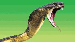 Girl dies from snakebite
