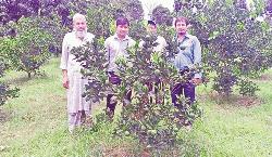 Prospect of malta cultivation bright in Rajshahi