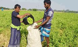 Tomato cultivation declines in Rajshahi