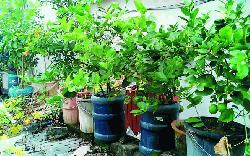Tub farming gaining popularity in Rajshahi 