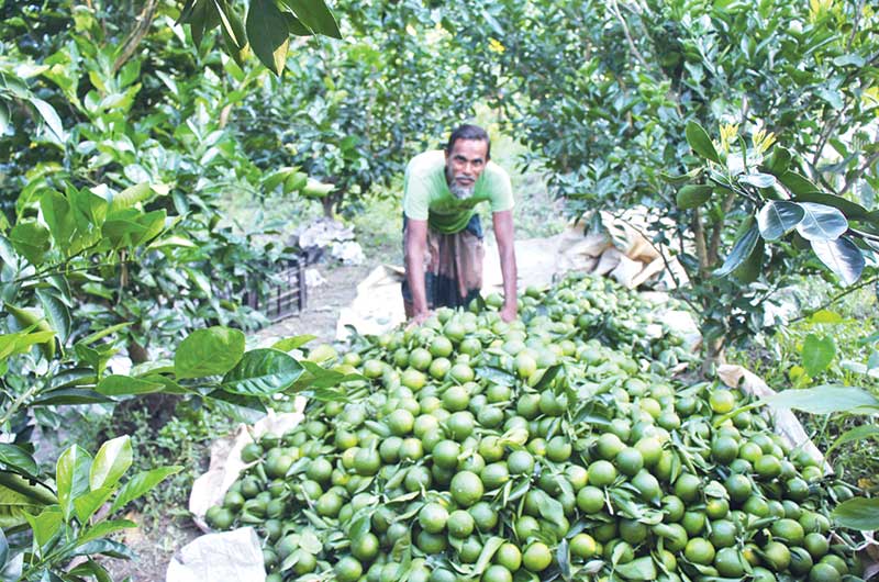 Abu Hossen's malta orchard in Bhandaria.	photo: observer