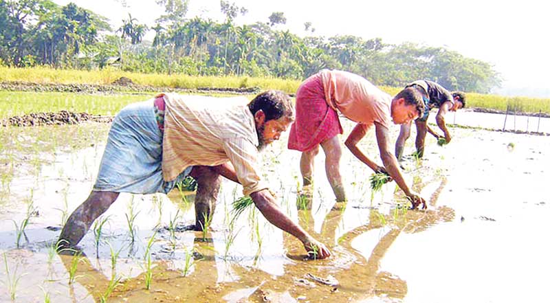 Farmers transplanting paddy saplings in a cropland in Barishal.	photo: observer