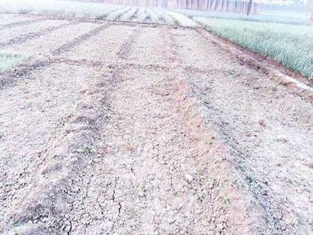 The photo shows a barren field in Durgapur, in which onion seeds did not sprout.	photo: observer
