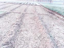 600 farmers at Durgapur suffer as incentive onion seeds do not sprout