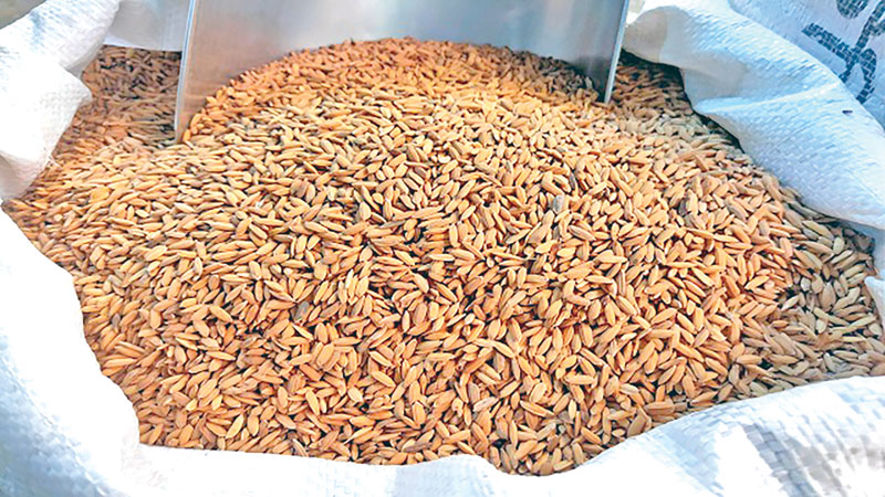 Paddy being prepared for selling in market.	photo: observer