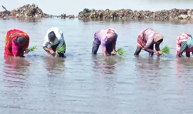 Paddy saplings being planted in stagnant water in Singa Beel. 	photo: observer