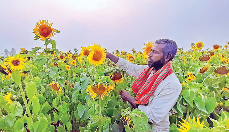 The photo shows a farmer taking care of his sunflower plants  in Shakharia Union.	photo: observer