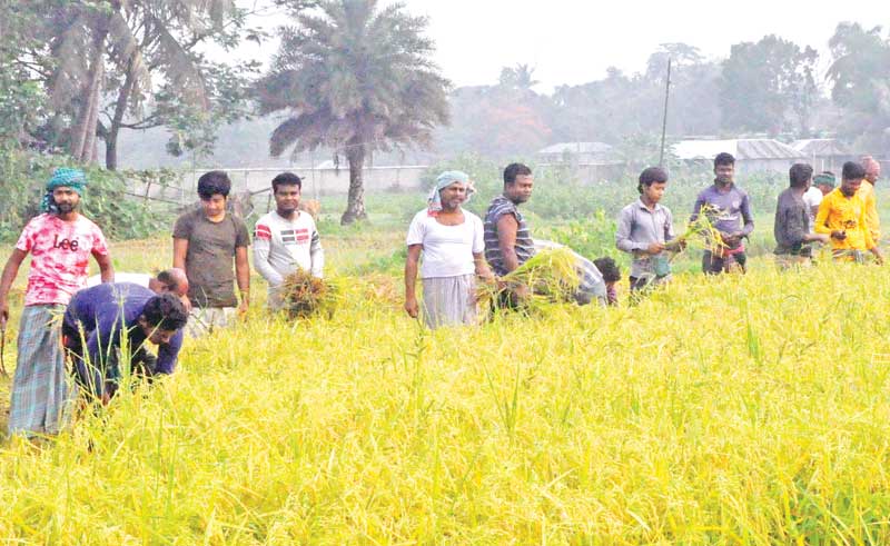 The photo taken on Wednesday shows devotees of Sri Sri Thakur Anukul Chandra voluntarily cutting paddy.	photo: observer