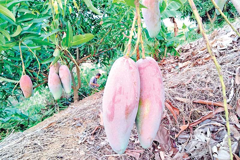 The photo shows Chiang Mai mango at a farm on hill at Mahalchhari.	photo: observer