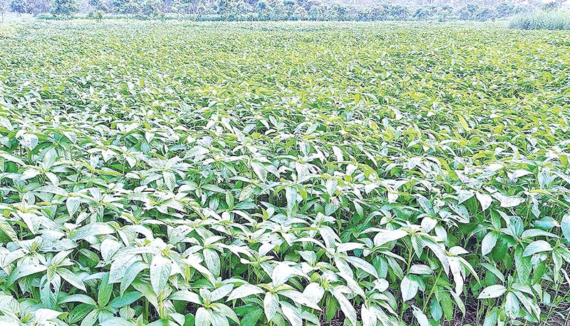 A jute field in Bagatipara Upazila of Natore.	photo: observer