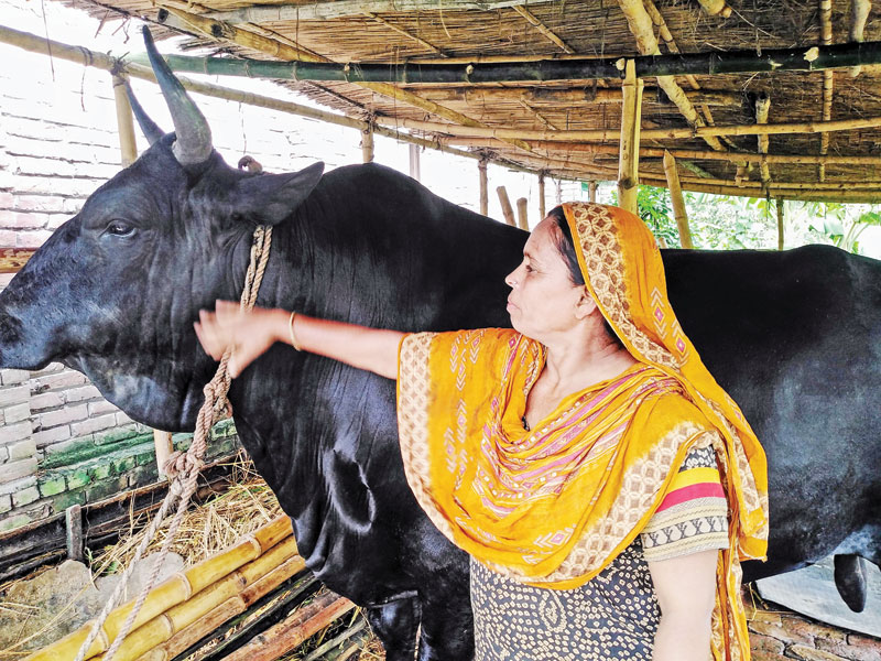 Ox Jumur.	photo: observer